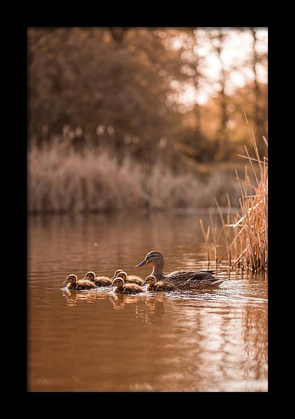 Gentle Moments By The Pond