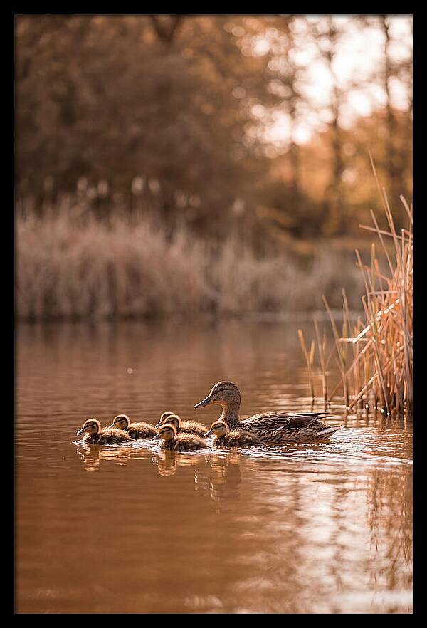 Gentle Moments By The Pond