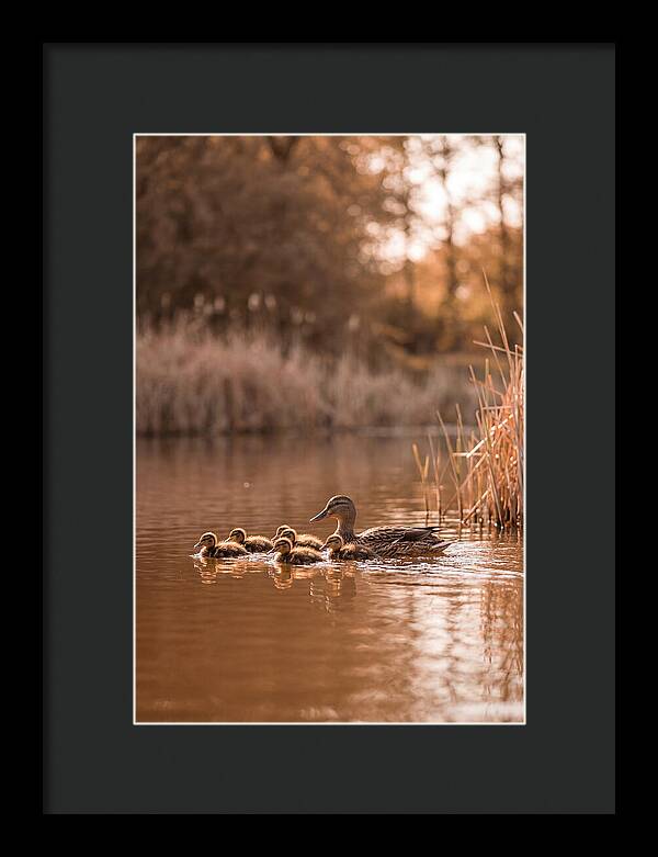 Gentle Moments By The Pond
