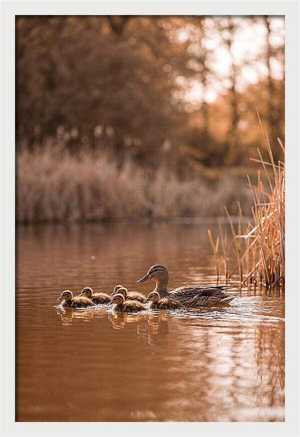 Gentle Moments By The Pond