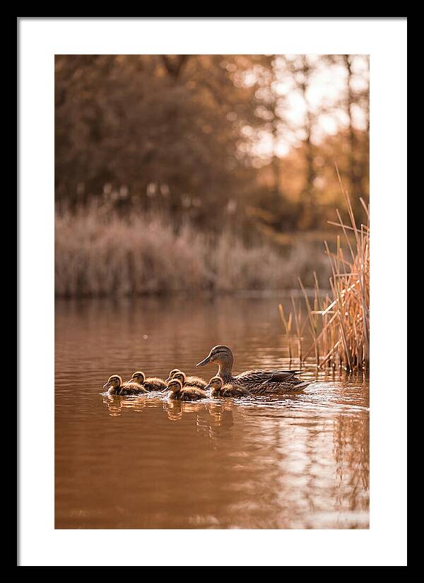 Gentle Moments By The Pond