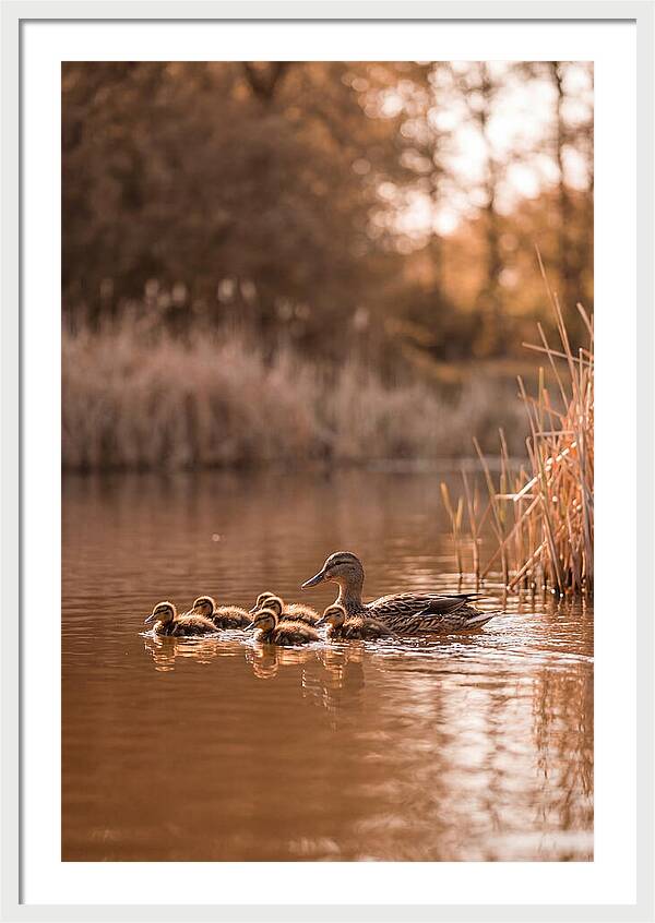 Gentle Moments By The Pond