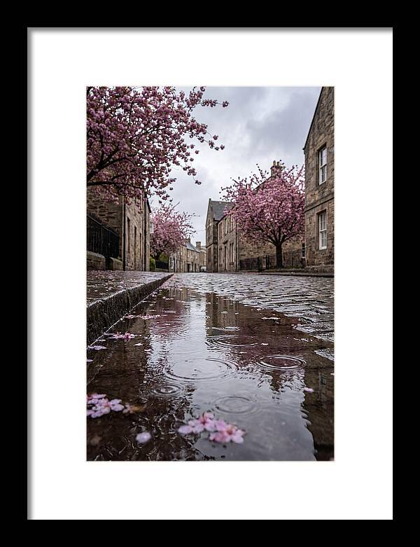 Gentle Rain Over Blossoms