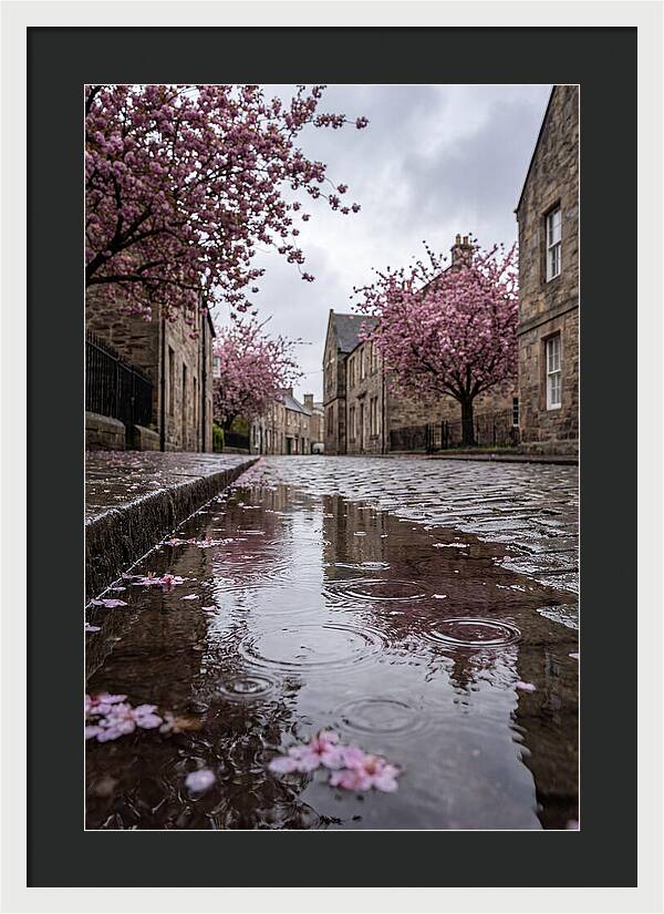 Gentle Rain Over Blossoms