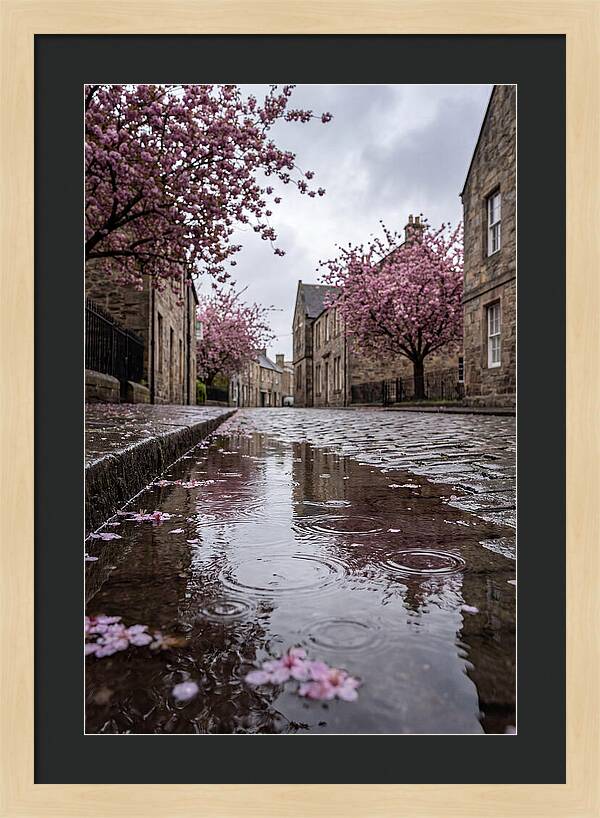 Gentle Rain Over Blossoms