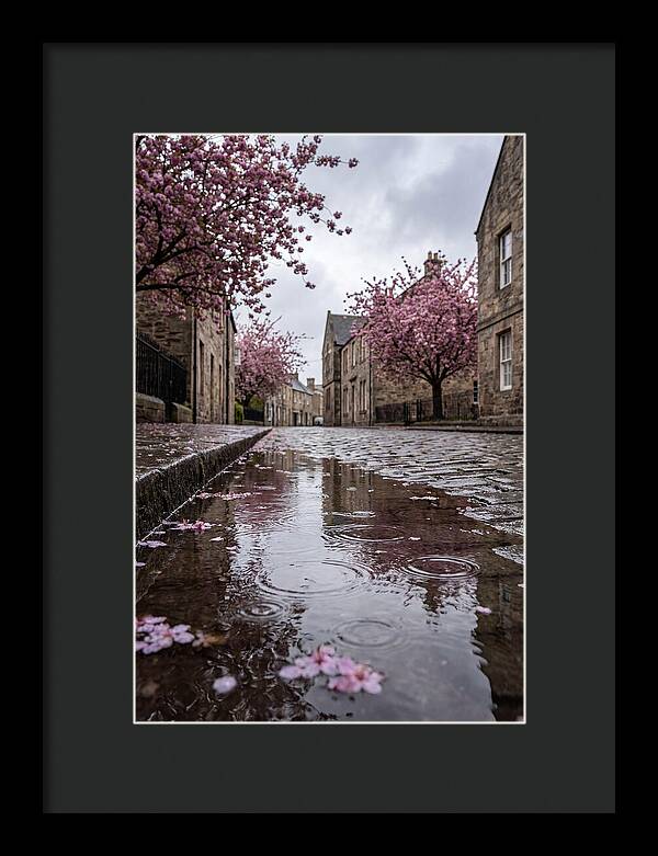 Gentle Rain Over Blossoms