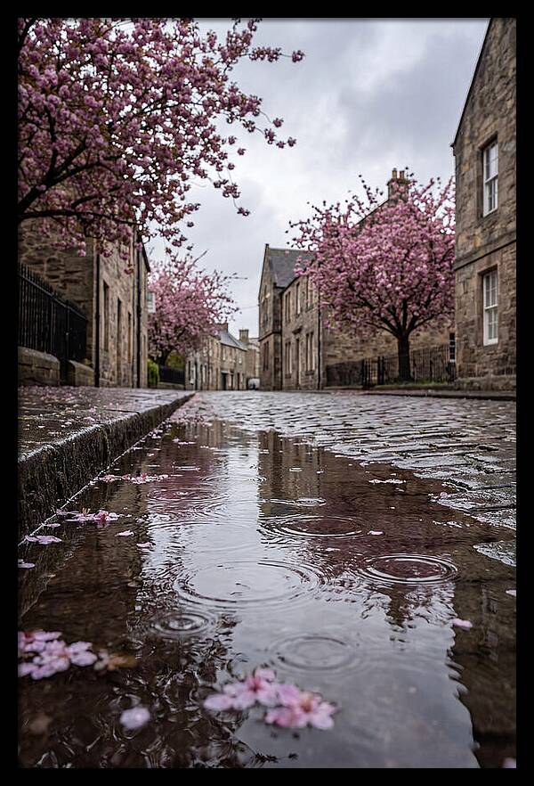 Gentle Rain Over Blossoms