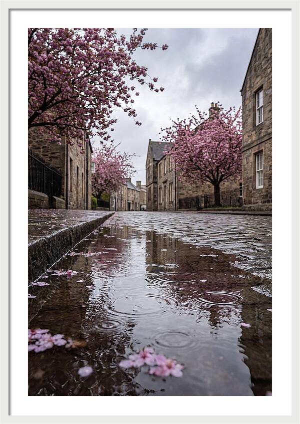 Gentle Rain Over Blossoms