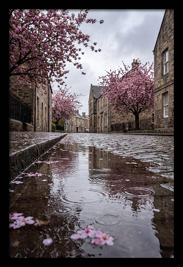 Gentle Rain Over Blossoms