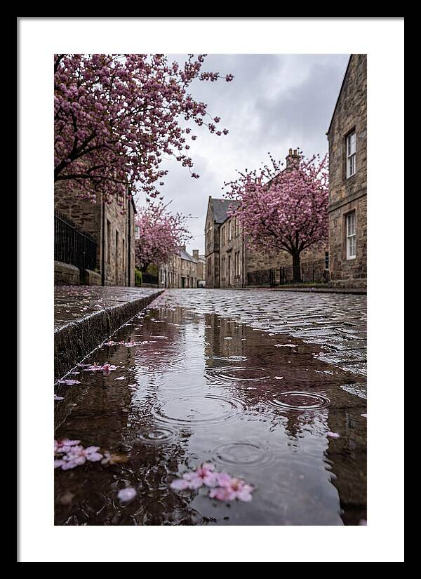 Gentle Rain Over Blossoms