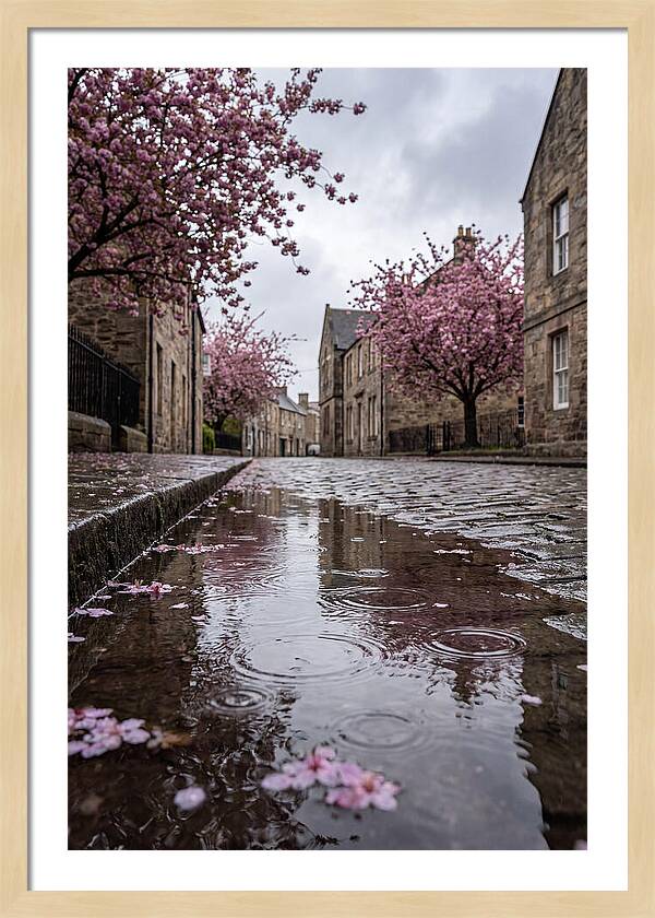 Gentle Rain Over Blossoms