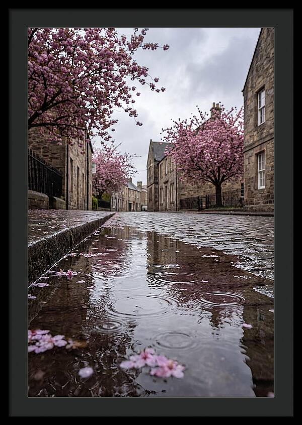 Gentle Rain Over Blossoms