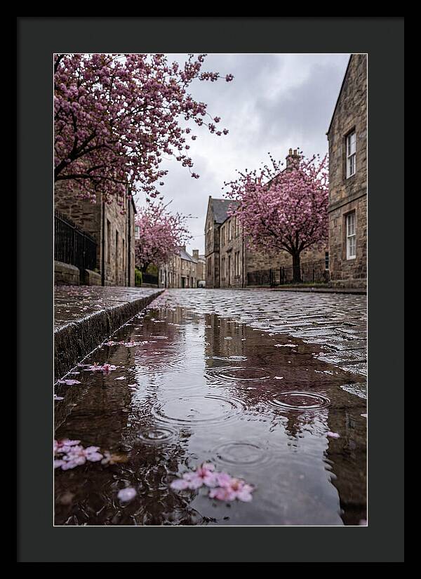 Gentle Rain Over Blossoms
