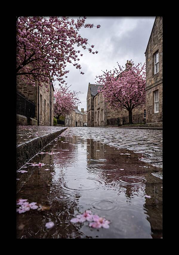 Gentle Rain Over Blossoms