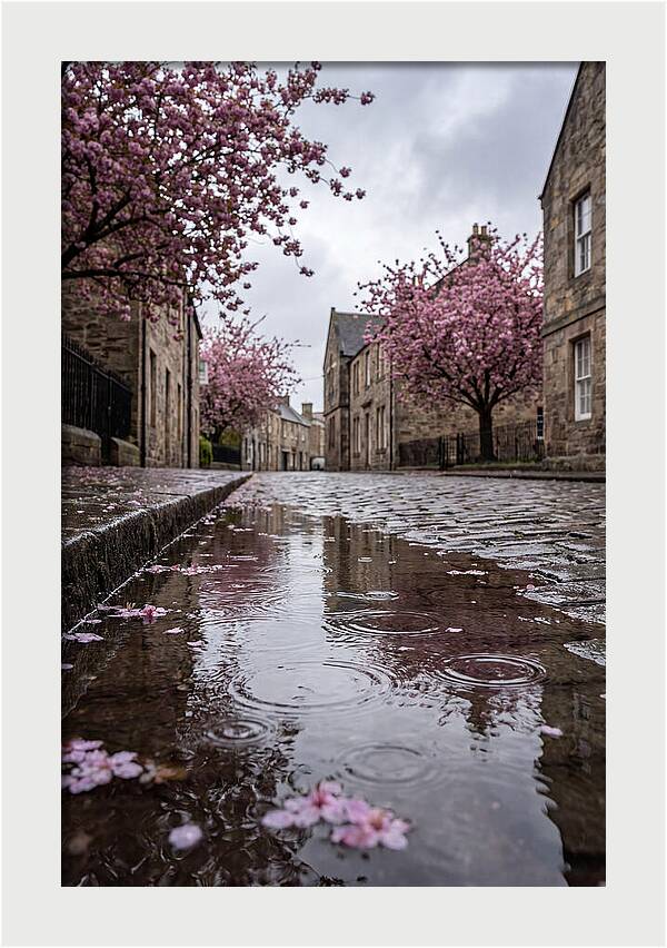 Gentle Rain Over Blossoms