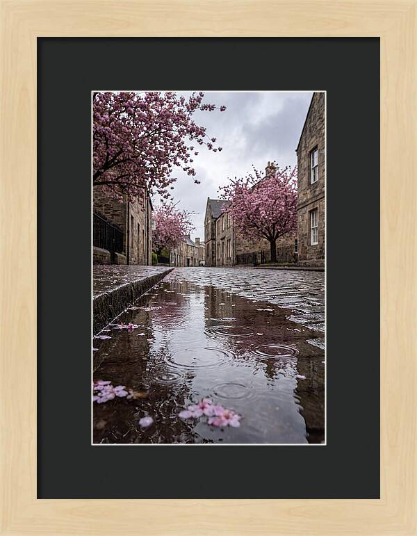 Gentle Rain Over Blossoms
