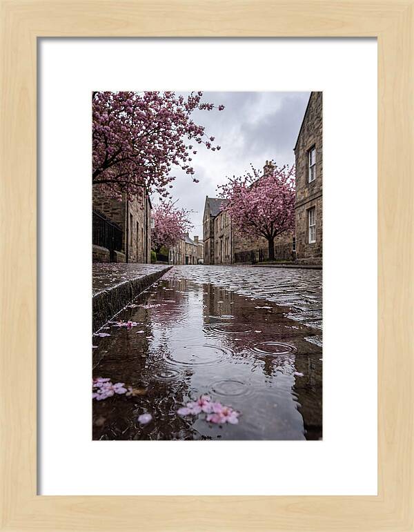 Gentle Rain Over Blossoms