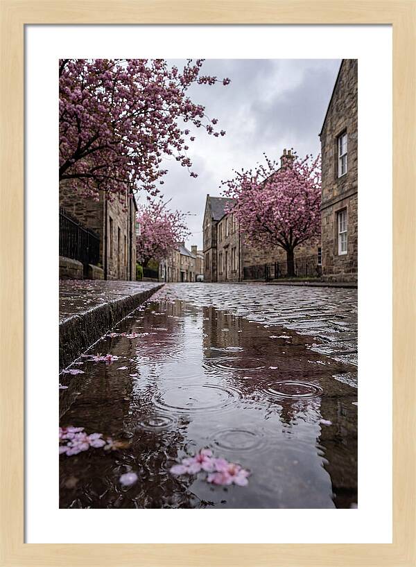 Gentle Rain Over Blossoms