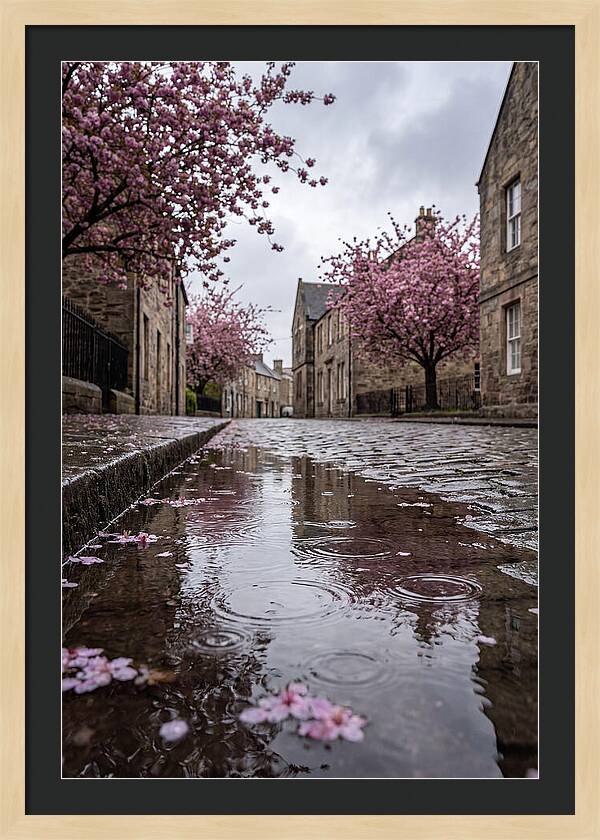 Gentle Rain Over Blossoms