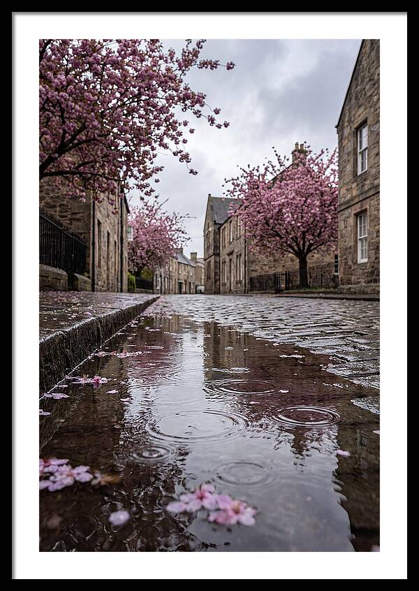 Gentle Rain Over Blossoms