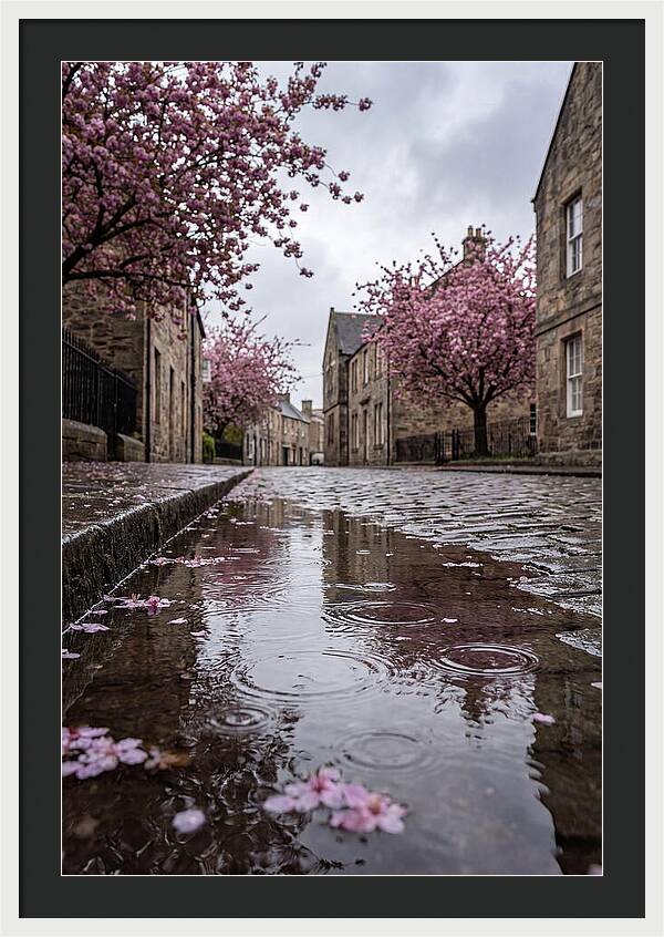 Gentle Rain Over Blossoms