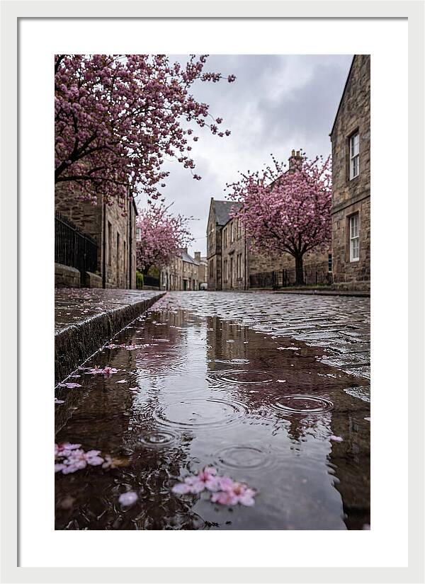 Gentle Rain Over Blossoms