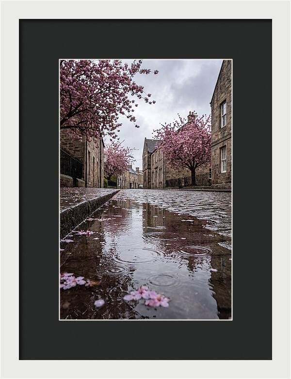 Gentle Rain Over Blossoms