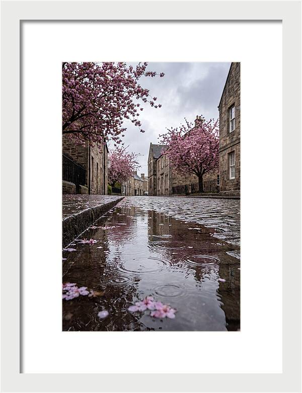 Gentle Rain Over Blossoms