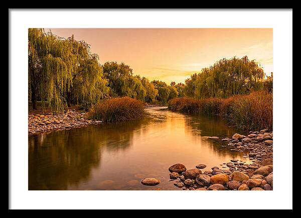 Gentle River Bend With Weeping Willows