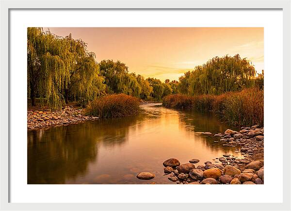Gentle River Bend With Weeping Willows