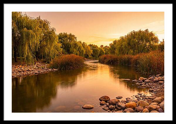 Gentle River Bend With Weeping Willows