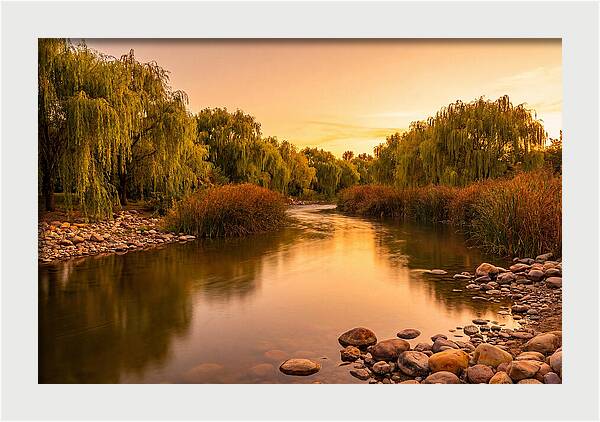 Gentle River Bend With Weeping Willows