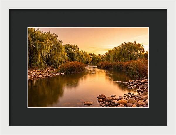 Gentle River Bend With Weeping Willows