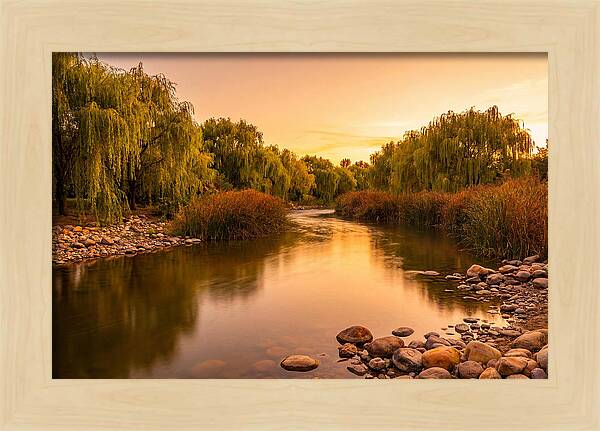 Gentle River Bend With Weeping Willows