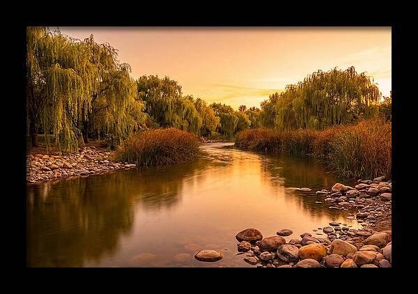 Gentle River Bend With Weeping Willows