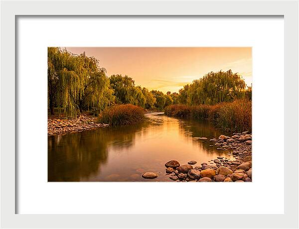 Gentle River Bend With Weeping Willows