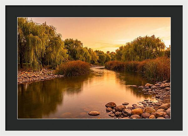 Gentle River Bend With Weeping Willows