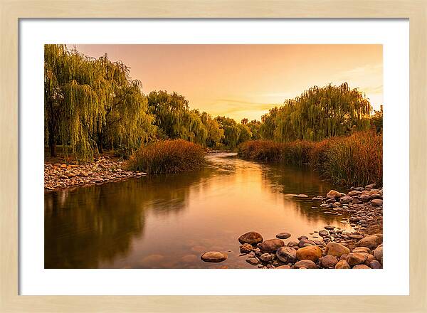 Gentle River Bend With Weeping Willows
