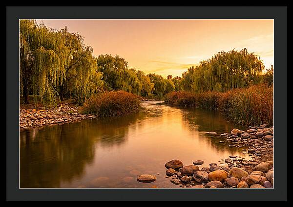 Gentle River Bend With Weeping Willows