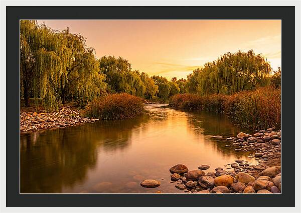 Gentle River Bend With Weeping Willows