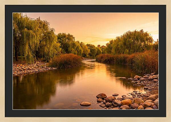 Gentle River Bend With Weeping Willows