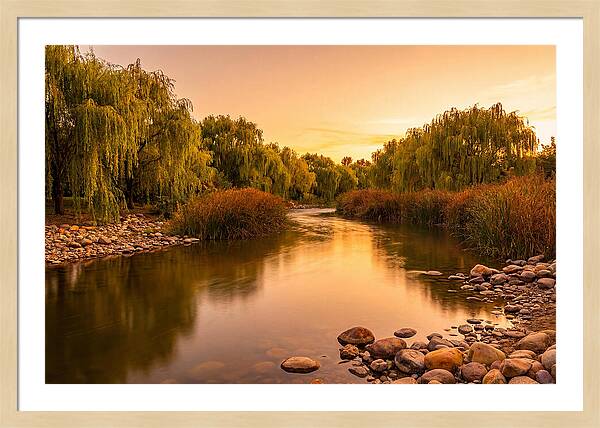 Gentle River Bend With Weeping Willows