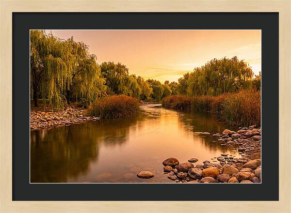 Gentle River Bend With Weeping Willows
