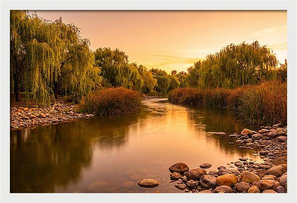 Gentle River Bend With Weeping Willows