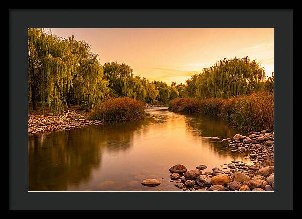 Gentle River Bend With Weeping Willows
