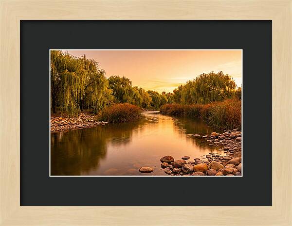 Gentle River Bend With Weeping Willows