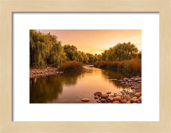 Gentle River Bend With Weeping Willows