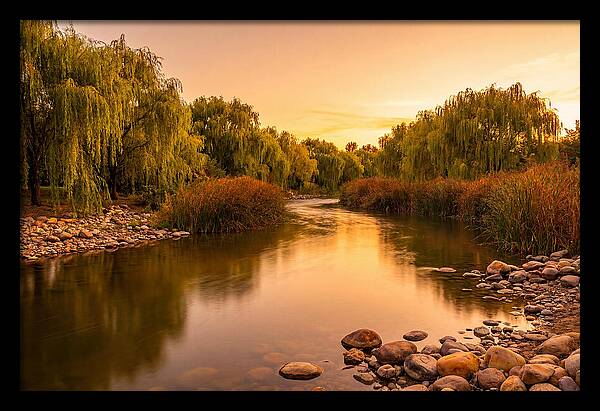 Gentle River Bend With Weeping Willows