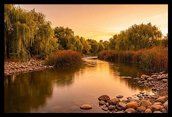 Gentle River Bend With Weeping Willows