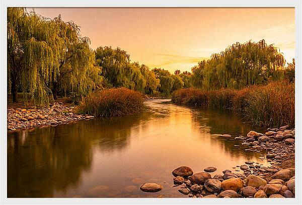 Gentle River Bend With Weeping Willows